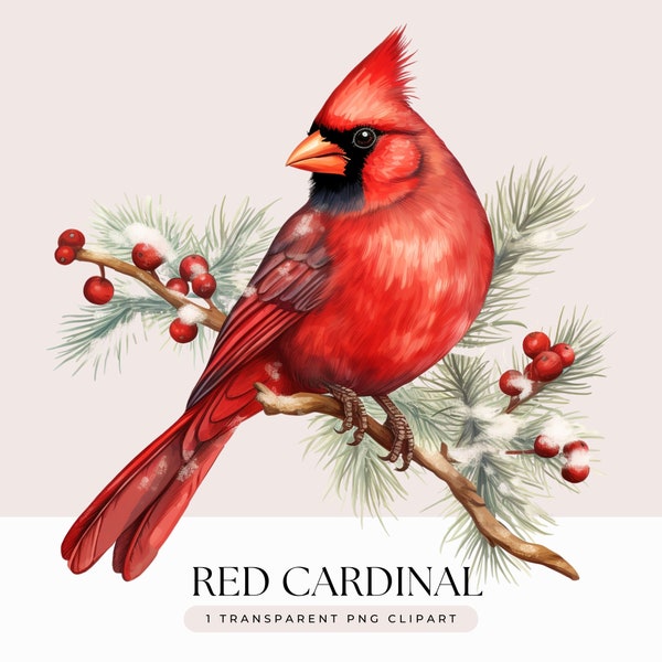 Red Cardinal Clipart - Watercolor  Christmas Holiday Red Cardinal Bird on Branch Commercial Use - Transparent Background 1 PNG Graphic