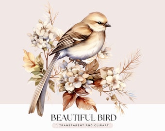 Beautiful Bird in Apple Blossoms Clipart - Vintage Watercolor Brown Bird on Branch Commercial Use - Transparent Background 1 PNG Graphic