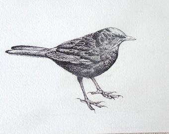Original pen drawing of a blackbird - bird drawing - nature illustration - minimal art - bird art - dotwork - nature art - wall decoration