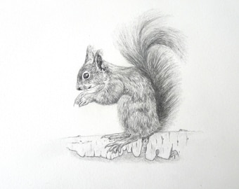 Original pencil drawing of a squirrel - graphite drawing - wall decoration - animal art - original art - affordable art - forest animal