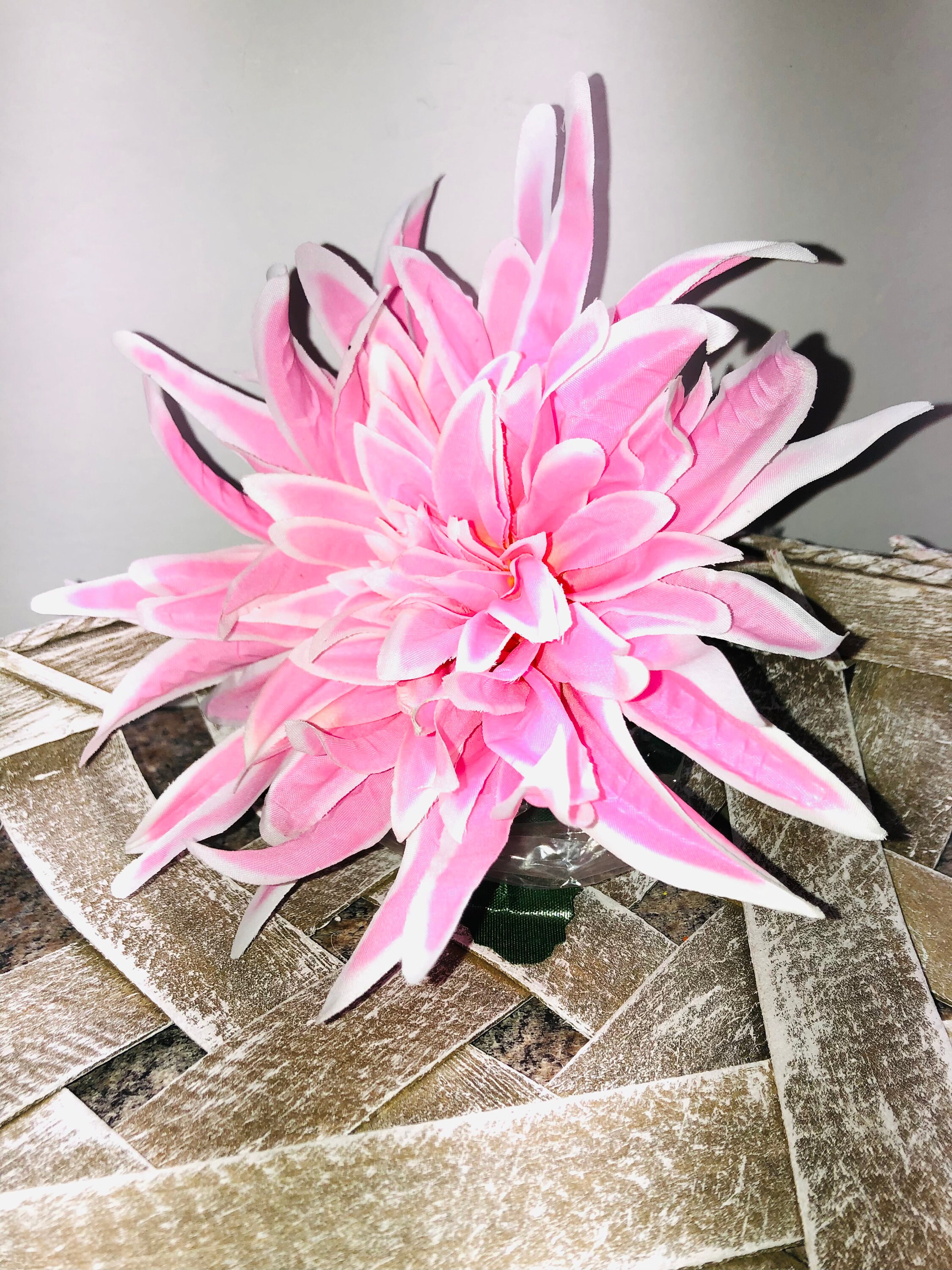 Spider Dahlia With 8