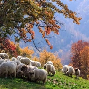 May include: A flock of white sheep graze in a field with a backdrop of colorful autumn foliage. The trees are a mix of red, orange, and yellow, creating a vibrant scene.
