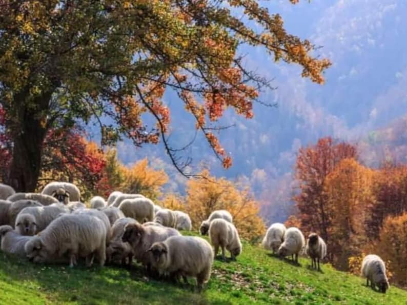 May include: A flock of white sheep graze in a field with a backdrop of colorful autumn foliage. The trees are a mix of red, orange, and yellow, creating a vibrant scene.