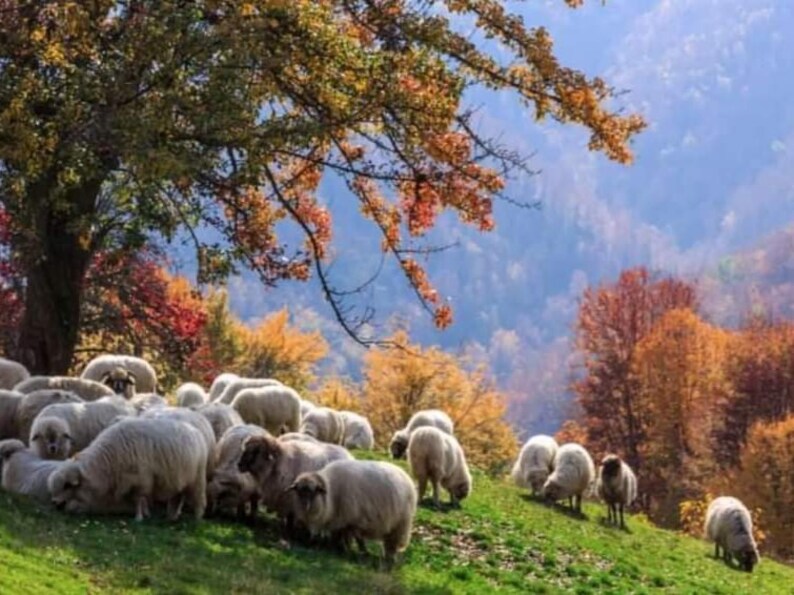 May include: A flock of white sheep graze in a field with a backdrop of colorful autumn foliage. The trees are a mix of red, orange, and yellow, creating a vibrant scene.