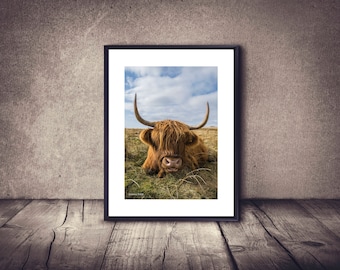 Highland cow, photo print