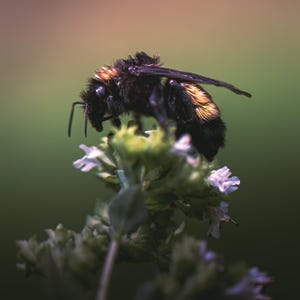 May include: A close-up shot of a bee perched on a small white flower. The bee is black with yellow and orange markings. The background is a soft green and brown.
