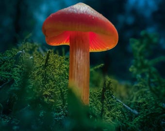Glowing Mushroom Photo: Enchanted Forest Macro Print (Digital Download)