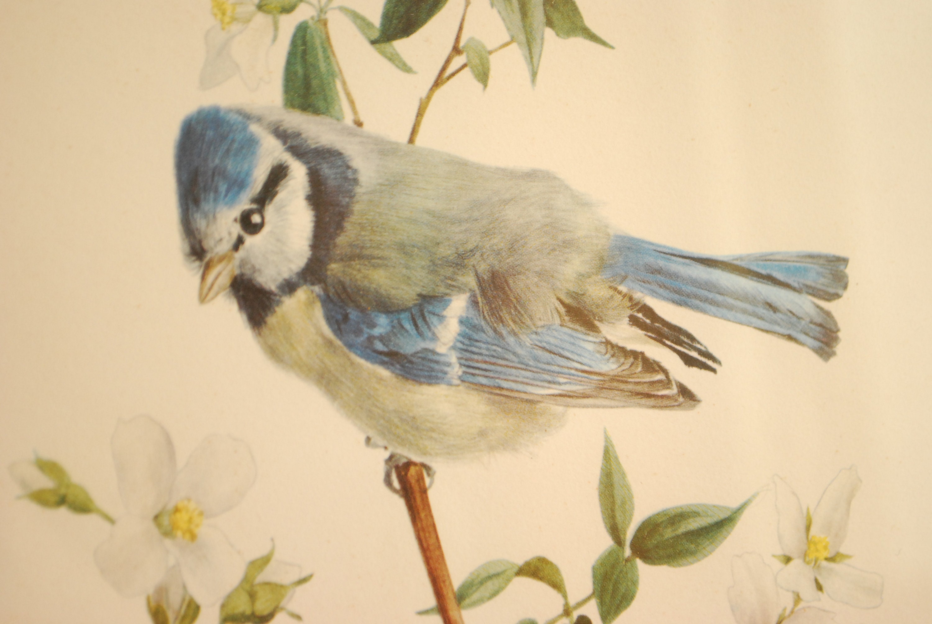 Framed Bird Print replica by A. Marlin Eurasian blue tit / Etsy