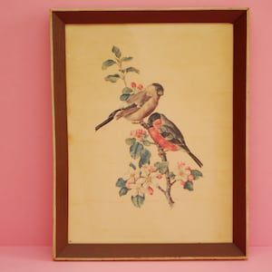Vintage Bullfinch Bird Print in Antique Wooden Frame