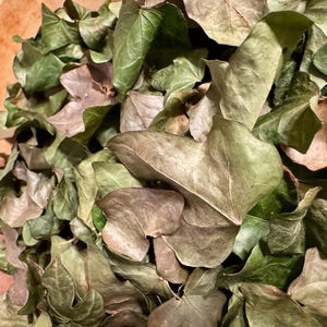 May include: Close-up of a pile of dried ivy leaves in shades of green and brown. The leaves have a heart shape and are arranged in a wooden bowl. The leaves have a textured appearance.