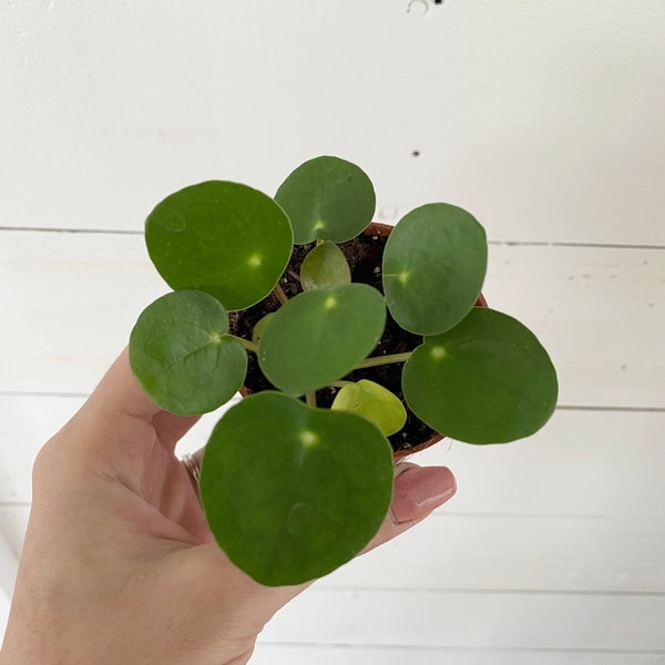 pilea peperomioides, Chinese money plant, live plant