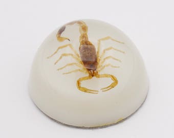 Yellow Embedding Resin Specimen Scorpion Dome Paperweight Educational Toy 