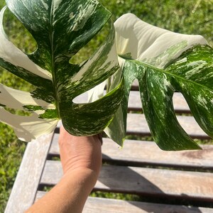 2 leaf started albo monstera