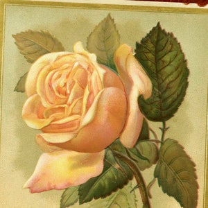 Cartão de Dia dos Namorados de Pele Vermelha com 2 Rosas