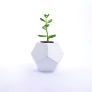 Poly Planter / geodesic planter / air plant holder / air plant planter / succulent planter / air plant / cactus planter / geodesic pot /