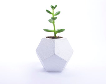 Poly Planter / geodesic planter / air plant holder / air plant planter / succulent planter / air plant / cactus planter / geodesic pot /