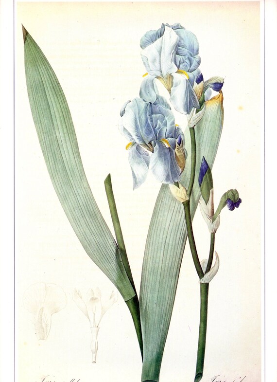 Iris copy of antique botanical engraving by De Gouy printed | Etsy
