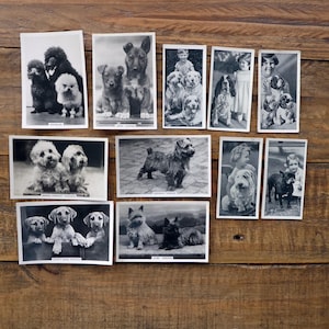 11 vintage dogs black and white cigarette cards