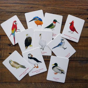 Pair of birds game cards, swap cards