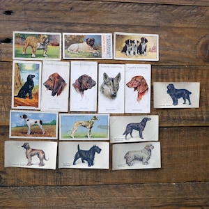 15 vintage dogs cigarette cards
