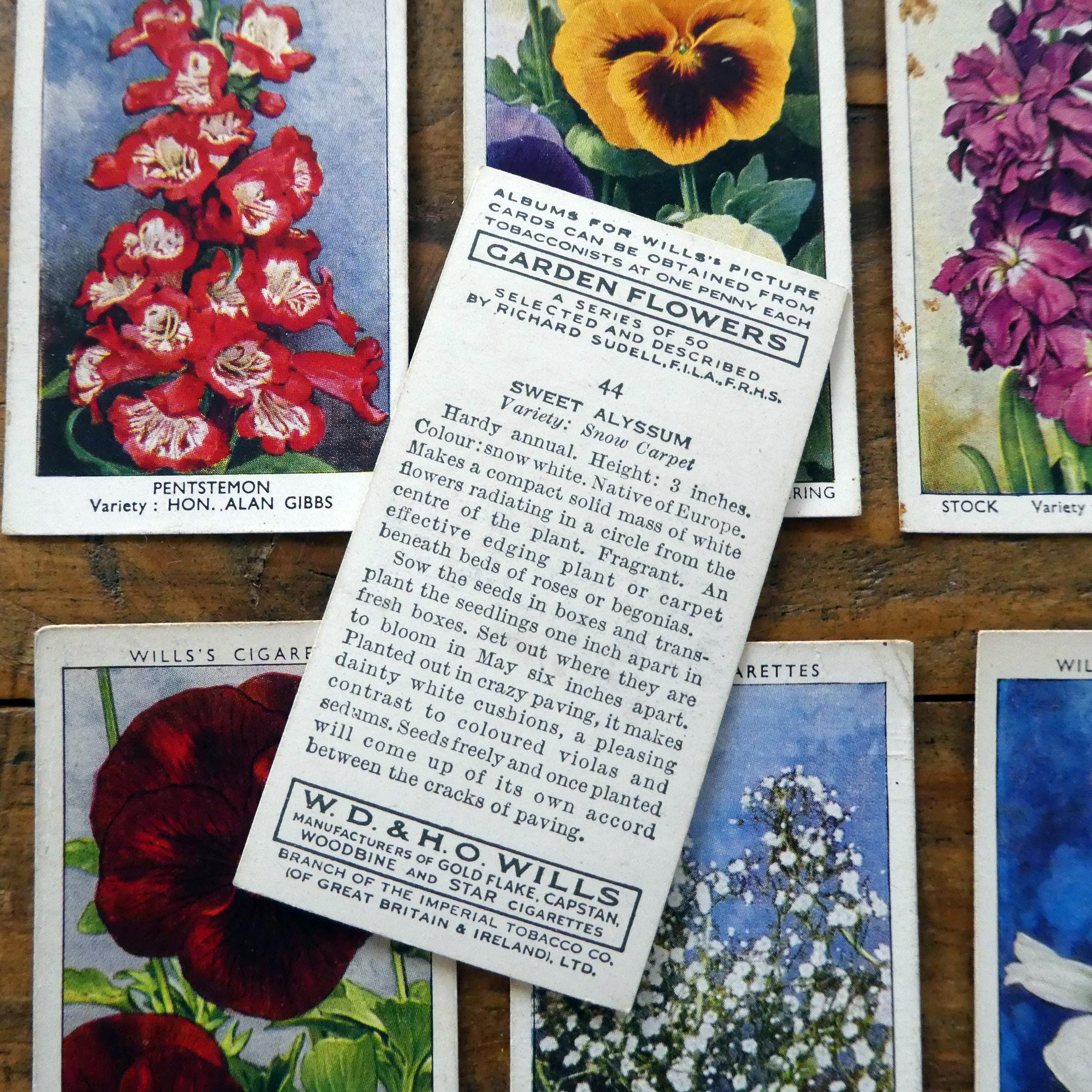 cigarette cards flowers 10 Vintage Garden Flowers Cigarette Cards