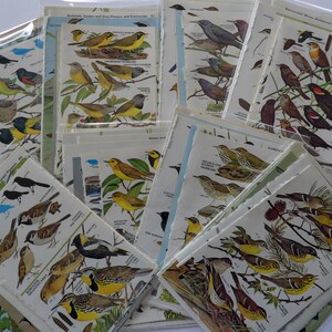 May include: A collection of vintage bird identification cards featuring illustrations of various bird species. The cards are printed on textured paper and have a worn, aged look. The cards include names and descriptions of the birds, such as "Yellow-throated Warbler" and "Florida Warbler".