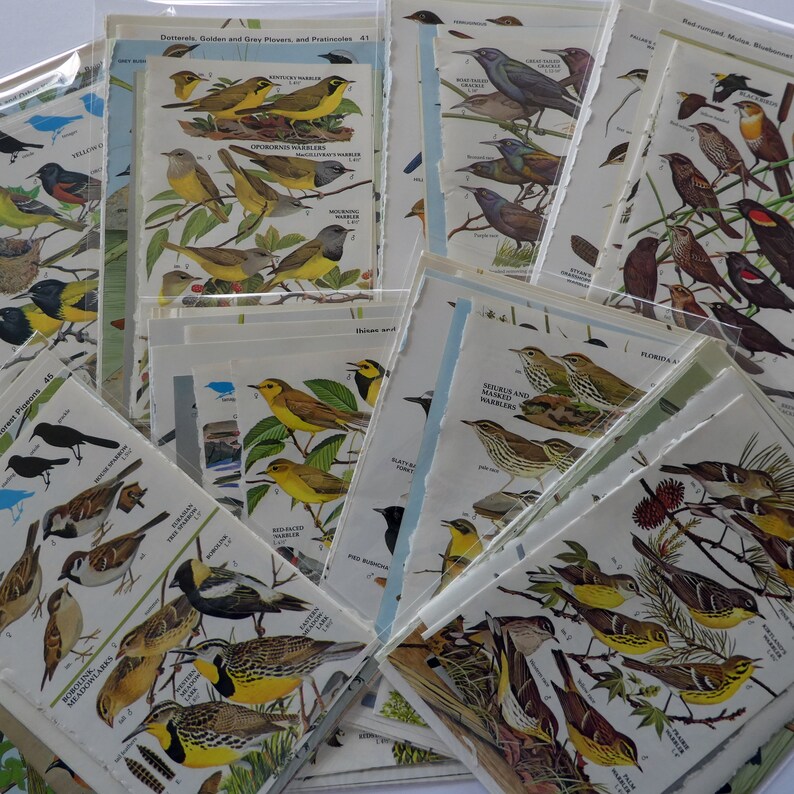 May include: A collection of vintage bird identification cards featuring illustrations of various bird species. The cards are printed on textured paper and have a worn, aged look. The cards include names and descriptions of the birds, such as "Yellow-throated Warbler" and "Florida Warbler".