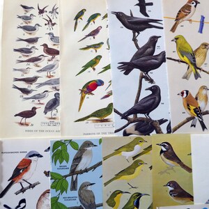 May include: A collection of vintage bird illustrations, featuring various species of birds from around the world. The illustrations are in a classic style, with detailed drawings of the birds' feathers, beaks, and eyes. The illustrations are printed on paper and are in good condition.