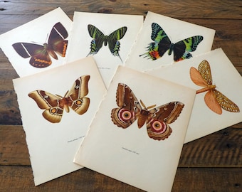 Six Moths Book Plates, Book Pages, Illustrations