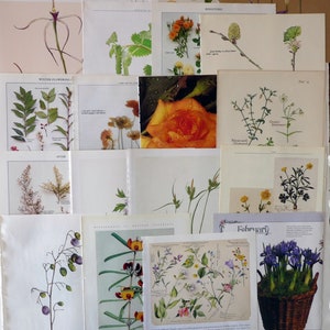 20 botanical book pages, junk journal pages