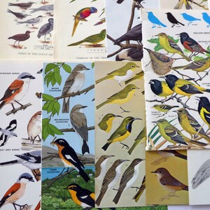 May include: A collection of vintage bird identification cards featuring colorful illustrations of various bird species. The cards include names like "Brown Flycatcher", "Red-Breasted Flycatcher", "Robin Flycatcher", and "Narcissus Puncatcher".