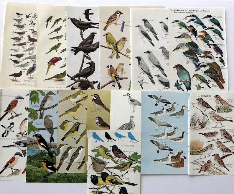 May include: A collection of vintage bird identification cards featuring colorful illustrations of various bird species. The cards include names and descriptions of the birds, such as "Birds of the Ocean and Coast" and "Parrots of the Tropics".