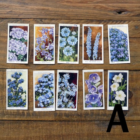 flower cigarette cards 10 Vintage Garden Flowers Cigarette Cards