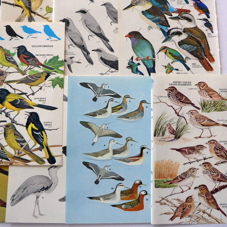 May include: A collection of bird illustrations, featuring various species like orioles, grass sparrows, and shorebirds. The illustrations are detailed and colorful, showcasing the unique characteristics of each bird.