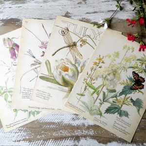 Pages du journal de campagne d'une dame édouardienne, pack Edith Holden