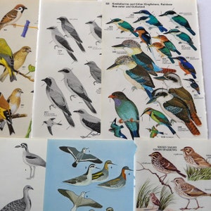 May include: A collection of bird illustrations, including a kookaburra, a kingfisher, a cuckoo shrike, and a grass sparrow. The illustrations are in a vintage style and are labeled with their names and numbers.