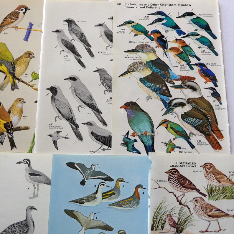 May include: A collection of bird illustrations, including a kookaburra, a kingfisher, a cuckoo shrike, and a grass sparrow. The illustrations are in a vintage style and are labeled with their names and numbers.