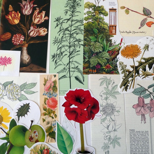 50 Botanical themed paper clippings, die cut style paper cuts