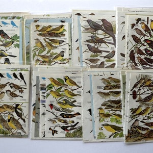 May include: A collection of 10 vintage bird identification cards. Each card features a colorful illustration of a different bird species with its name and scientific classification. The cards are printed on textured paper with a rustic, vintage aesthetic.