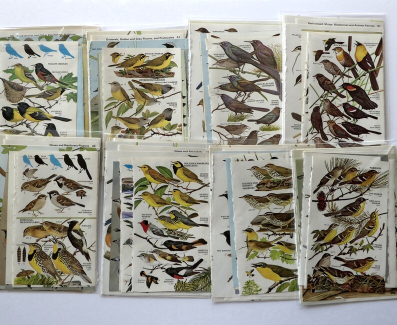 May include: A collection of 10 vintage bird identification cards. Each card features a colorful illustration of a different bird species with its name and scientific classification. The cards are printed on textured paper with a rustic, vintage aesthetic.