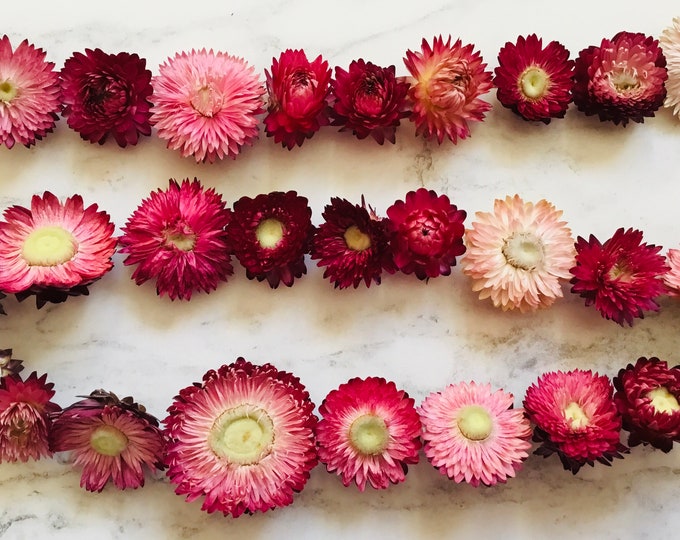Dried Flower Garlands PINK Strawflower Wedding Home and Etsy UK