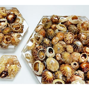 Op de afbeelding: Vier zeshoekige onderzetters met een heldere harsbasis en een verscheidenheid aan kleine schelpen die erin zijn ingebed. De schelpen zijn een mix van bruin, beige en wit.