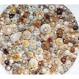 Könnte beinhalten: Kreisförmige Kunstwerke, die mit einer dichten Anordnung von Muscheln in verschiedenen Größen und Farbtönen von Creme bis Braun verziert sind. Die Muscheln sind auf einem weißen Hintergrund angeordnet und erzeugen eine strukturierte, natürliche Ästhetik.
