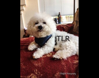 Bichon blank notecard