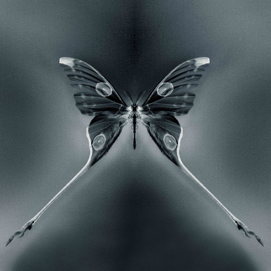 Digital Butterfly Xray Photography Wall Art Nature Etsy