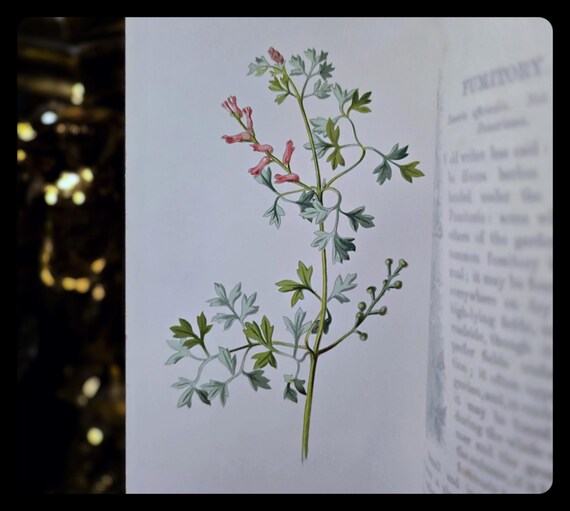 1892 Victorian Wildflower Book, Hulme's Botany, Antique Floral Art