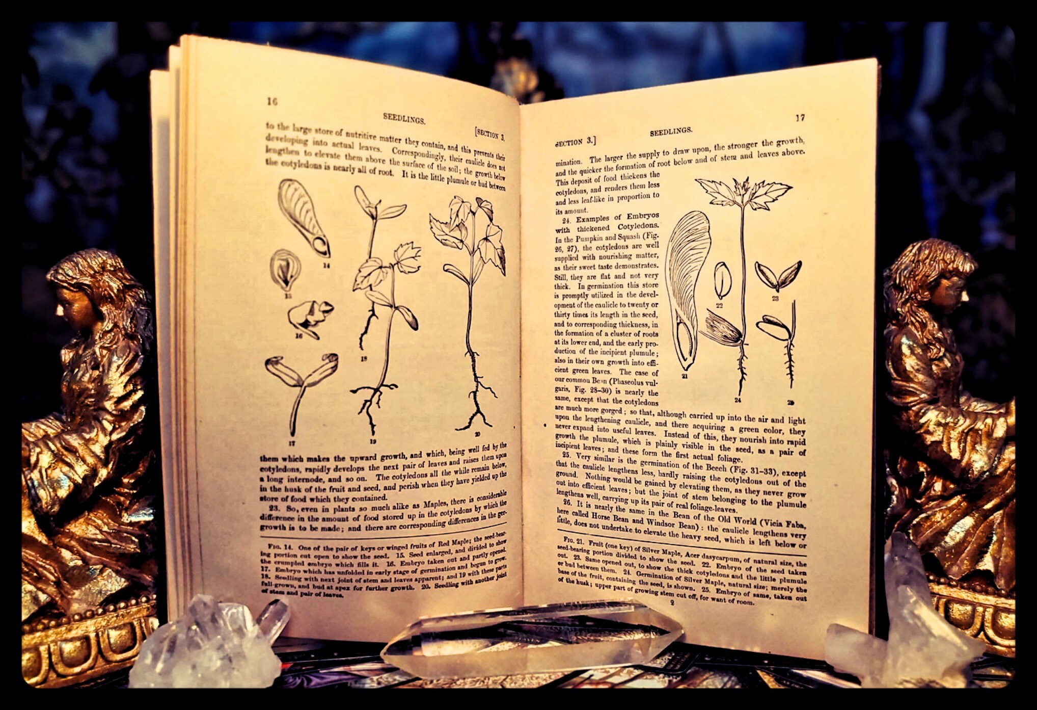 1887 BOTANY MANUAL Antique Apothecary Book Very nice Medicine | Etsy