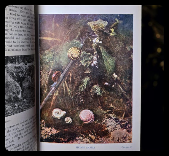 1911年版アンティーク植物学書：英国版、博物学図版 - Etsy 日本