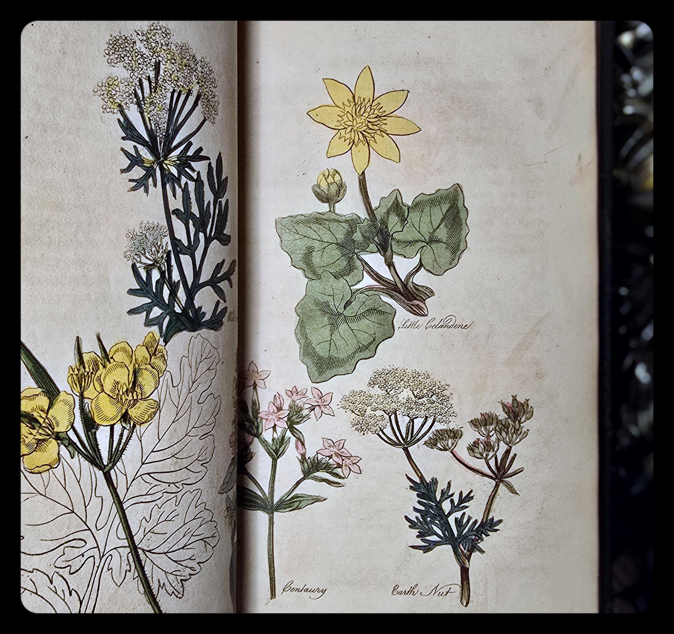 1812年版 家庭薬草書：アンティーク植物図鑑、薬用植物 - Etsy 日本
