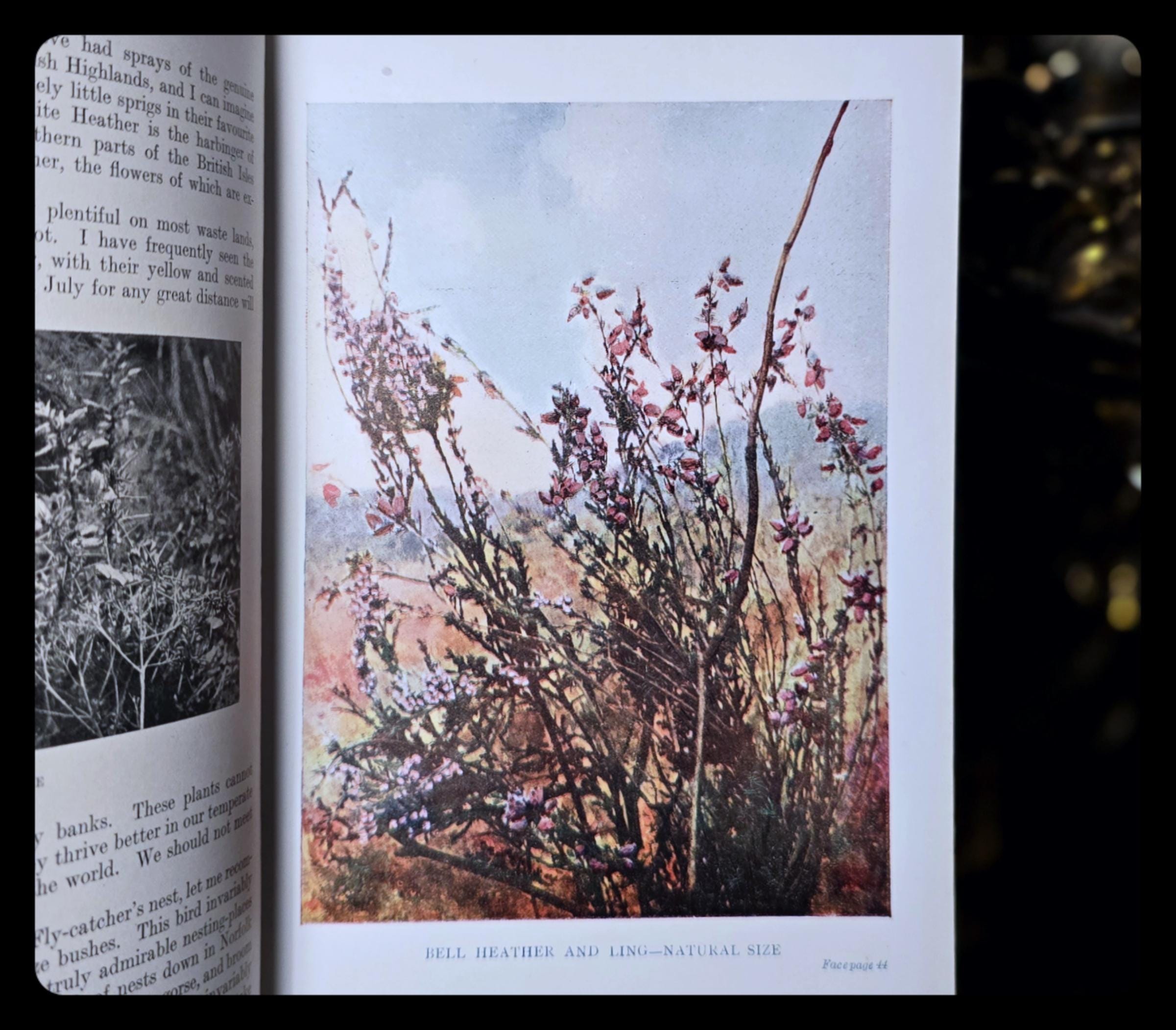 1911年版アンティーク植物学書：英国版、博物学図版 - Etsy 日本